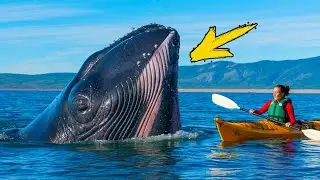 A humpback whale swallowed a girl. What happened next is shocking!!