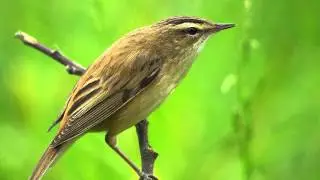 Звуки природы! Камышовка - барсучок. Красивое пение птиц - Голоса птиц