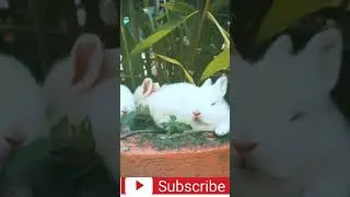 Rabbits Resting On A Pot With A Plant #Shorts