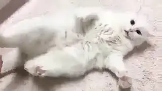 СМЕХ ДА ЮМОР: кот бесится от прикосновений