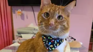 Sewing a Cat Bandana - 13 Days of Christmas Day 5