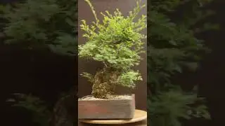 Mid-Summer pruning elm bonsai