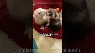 loving ferret couple #ferret#couple#truestory#shortvideo #shorts #pet