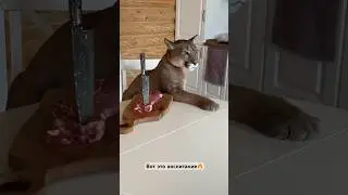 Потрясающее воспитание🔥 #cats #messi #animals