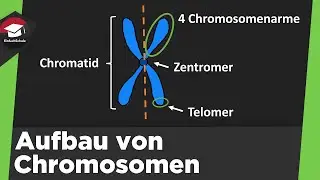 Aufbau von Chromosomen einfach erklärt - Form, Chromatin, Spiralisierung der DNA - Zusammenfassung!