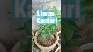 Penjaga pokok limau kasturi dalam pasu besar