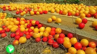 Алыча – волшебный фрукт, решает все проблемы. Польза и вред алычи.