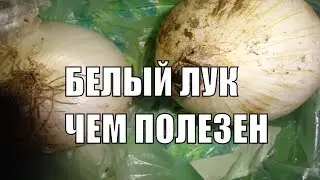 Белый ЛУК Полезные свойства