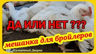 Кормление мешанкой бройлеров в ЖАРУ. Как подготовить бройлеров к мешанке и зерносмеси.