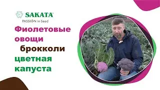 Фиолетовые овощи. Эксклюзив. Цветная капуста. Брокколи #семенаовощей  #семена  #купитьсемена #саката