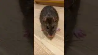 Глазастый грызун. #rat #animal #животные #крыса #грызун