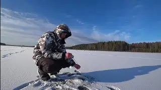 ПОДЛЁДНЫЙ МИКРОДЖИГ. ОКУНЬ НА РЕЗИНУ, СТОИТ ТОЛЬКО ОПУСТИТЬ.