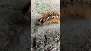 Красотка гусеница 😍