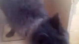 день рождения Фенрира  