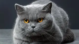 10 Pros and Cons of Owning a British Shorthair Cat🐾🐾🐾