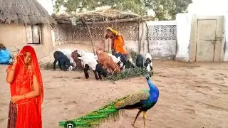 Pashu palan hindu life tharparkar || goat in tharparkar #viralvideos