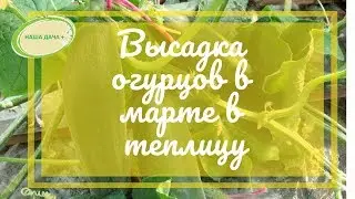 Посадка рассады огурцов в теплицу под пленку в марте. Марценюк Надежда
