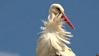 Символ счастья и добра. Аисты облюбовали Волоколамский городской округ