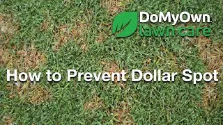 How to Prevent Dollar Spot Fungus | DoMyOwn.com