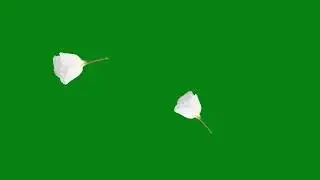 Flowers Falling Animation Green Screen Free Effects ||FREE USE