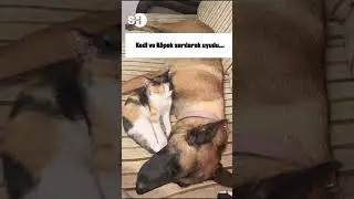 KEDİ VE KÖPEĞİN SARILARAK UYUMASI DUYGULANDIRDI❗#shorts