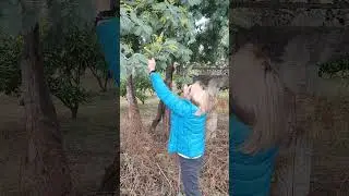 2 января. Цветение мимозы. Девочки очень рады. :)