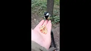 Взрослый птенец синицы хочет, чтобы его покормили / Feeding a chickadee nestling