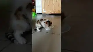 Котята. Первый раз в жизни пробует творог