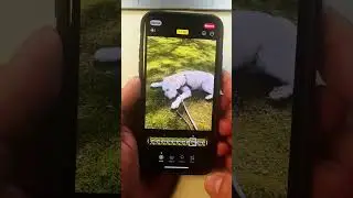 How to use Live Photo on iPhone!