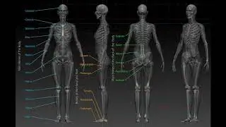 Using anatomy to improve your sculpting   ZBrush Anatomy and Character Creation Course