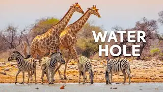 Africa's Animal Oasis | Waterhole Documentary