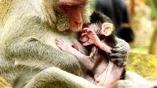 OooH Jane Grooming Jody Her Newborn Baby Monkey Which So Cute and Lovely Baby!