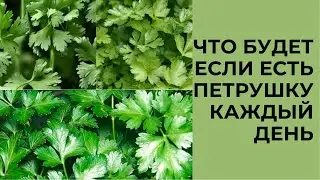 ЧТО БУДЕТ ЕСЛИ ЕСТЬ ПЕТРУШКУ КАЖДЫЙ ДЕНЬ