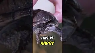Why is my Turtle in the Sewer? 🐢