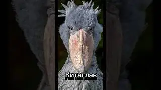 Птицы которые звучат как ужастик 
