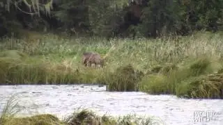 Wolf feeds on salmon