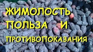 Жимолость. Полезные свойства и противопоказания.