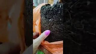 отправка 3-х летних саженцев голубики