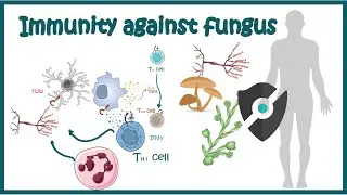 Immune response against Fungus