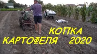 Копка картофеля грохотной копалкой 2020