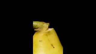 Pear Tearing Close Up