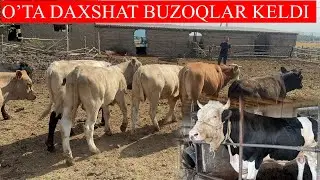 BU BUZOQLARNI KO’RIB MAZZA QIVORASIZ O’TA DAXSHATLARI KELDI