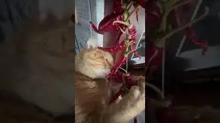 #коты