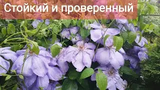 Миссис Чолмондели клематис