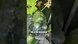 Жуткая тыква выросла внутри маски и напугала всех 