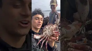 Rock Crab Catch And Cook