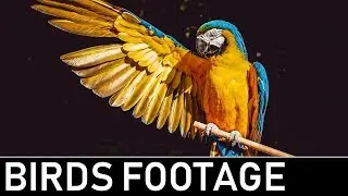 BIRDS STOCK FOOTAGE - ROYALTY FREE VIDEOS / FREE STOCK FOOTAGE / BIRDS / WILDLIFE / NATURE