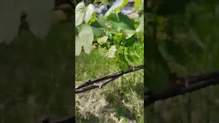 Зацвёл виноград в открытом грунте. Вэлиант