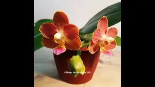 PHALAENOPSIS YAPHON PERFUME 'COFFE' - описание и основы ухода