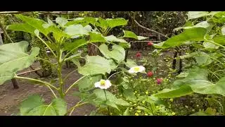 makanan lebah madu klanceng